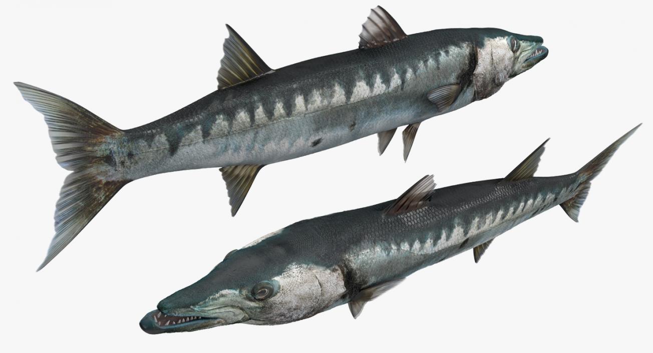 Barracuda Fish 3D model