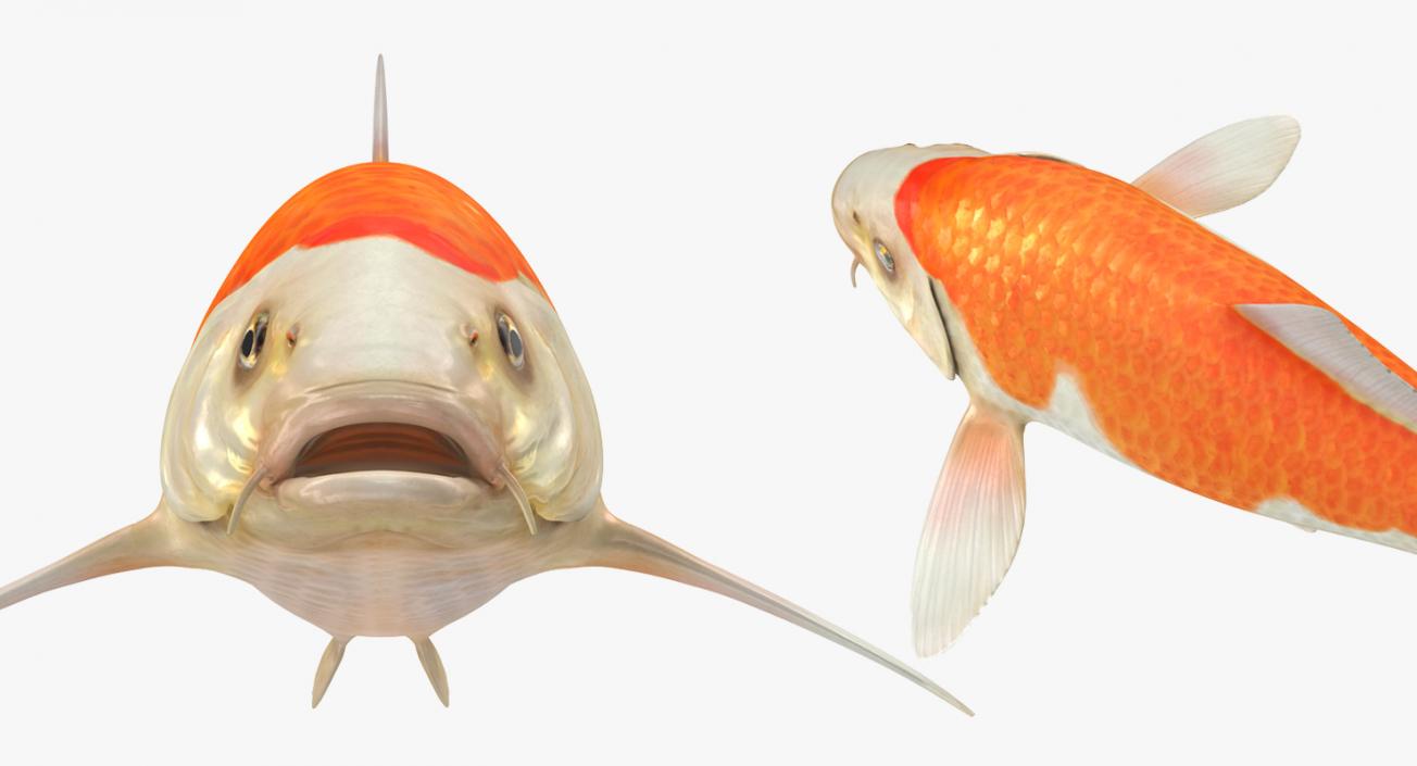 Harivake Koi Fish Rigged 3D model