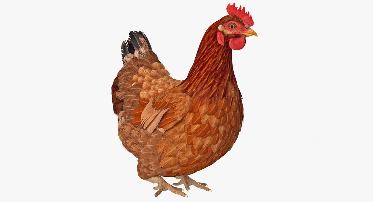3D model Brown Chicken Siting Pose