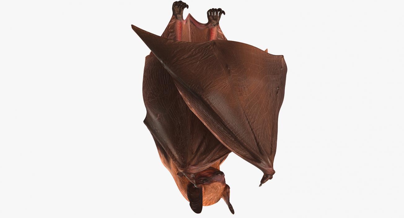 3D Hanging Bat