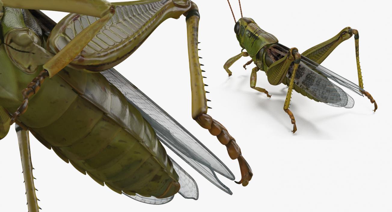 3D Grasshopper Eating Pose model