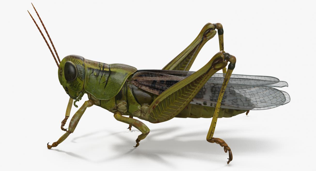 3D Grasshopper Eating Pose model