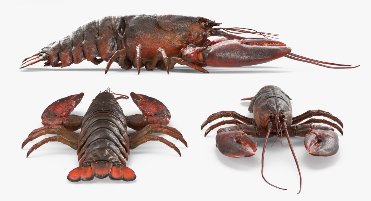 Lobster 3D model