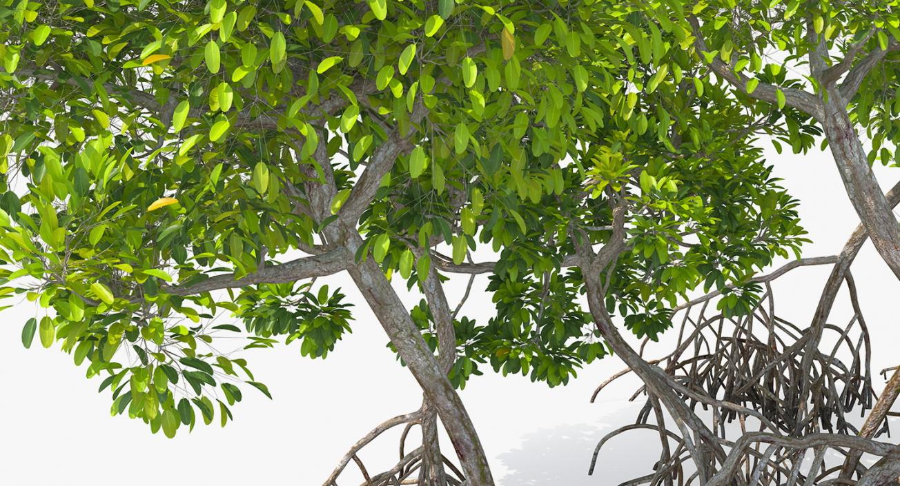 Mangrove Tree Shrub 3D model