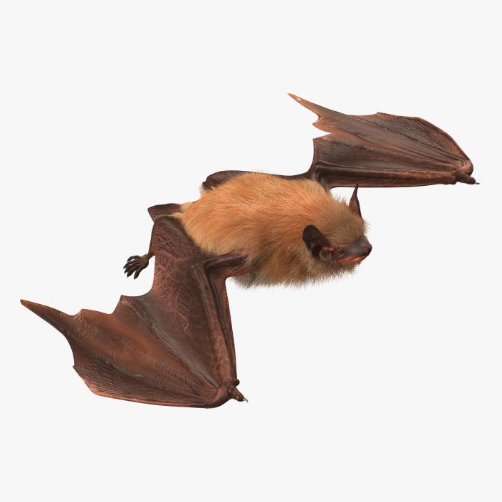 3D Flying Bat 2 with Fur