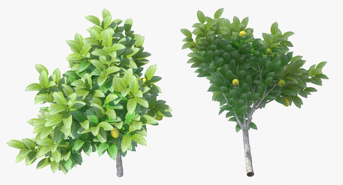 3D Small Lemon Tree