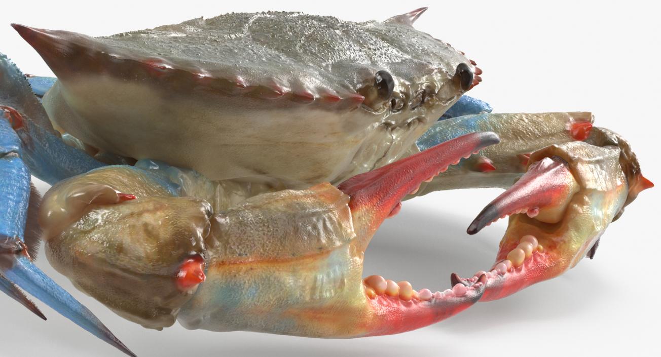 3D model Atlantic Blue Crab Rigged