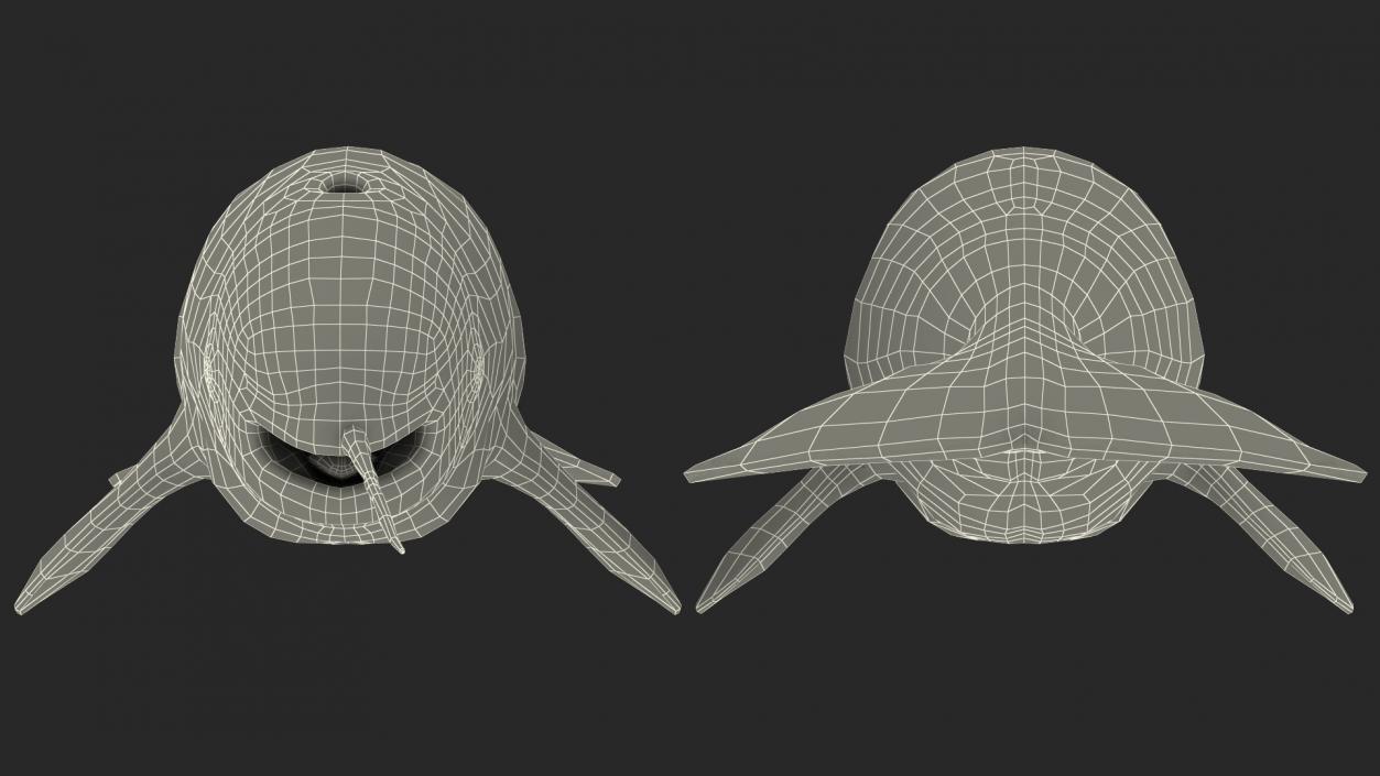 3D Narwhal Toothed Whale