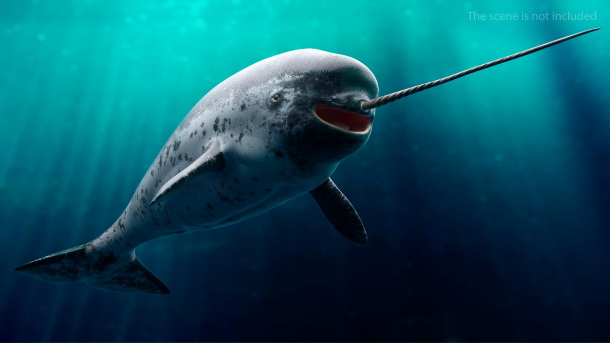 3D Narwhal Toothed Whale