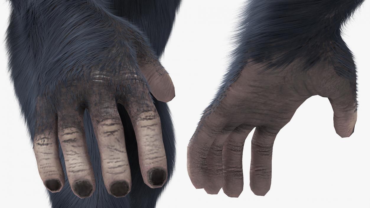 3D Animated Chimpanzee Running Dark Skin Fur Rigged model