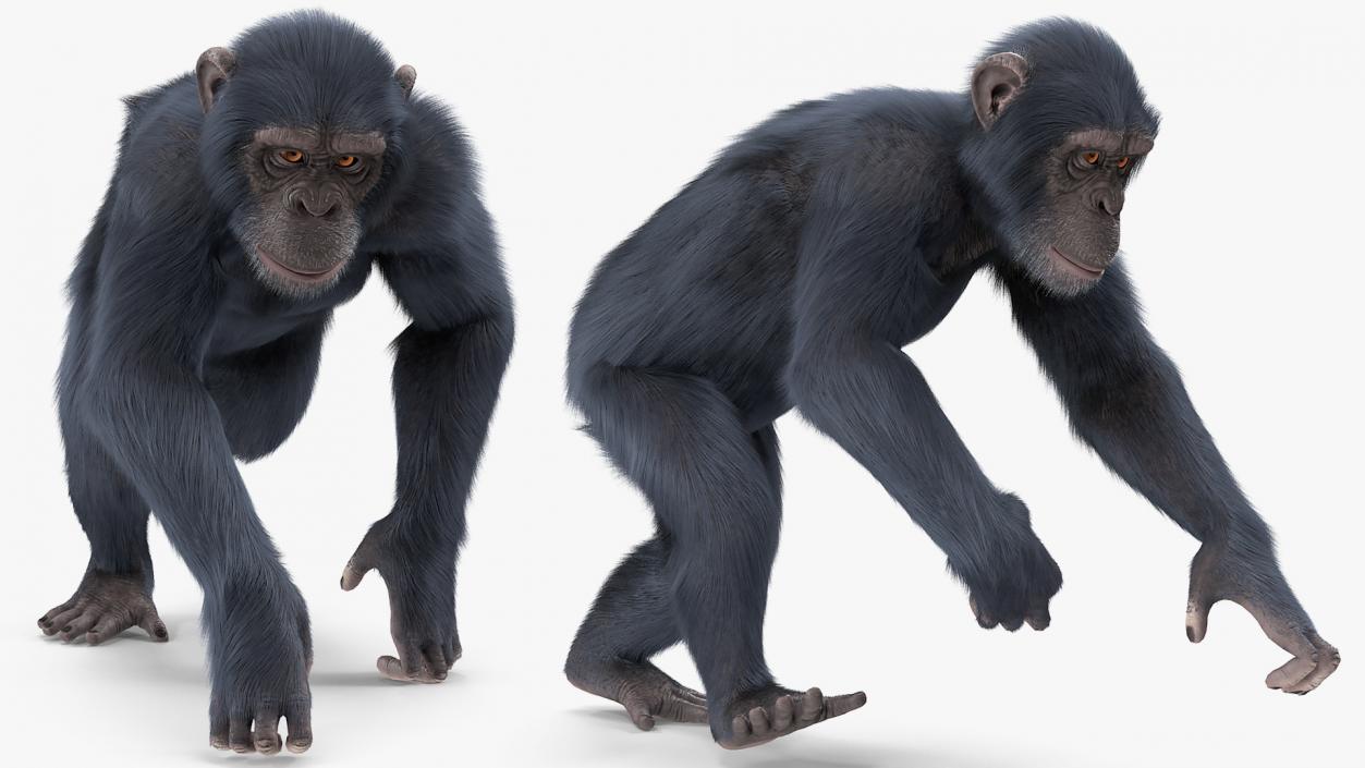 3D Animated Chimpanzee Running Dark Skin Fur Rigged model
