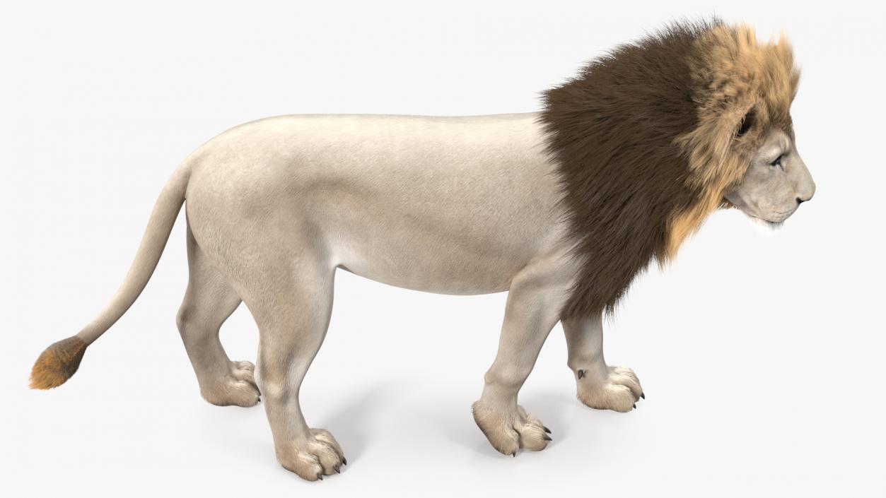 White Male Lion Walking Pose Fur 3D
