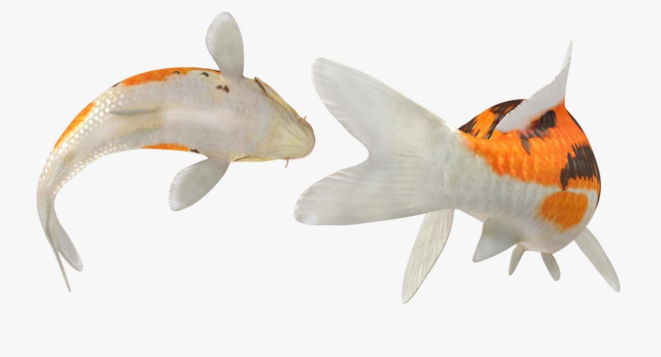 3D Koi Fish Swiming Pose