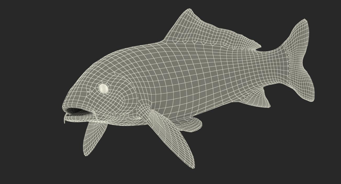 3D Koi Fish Swiming Pose