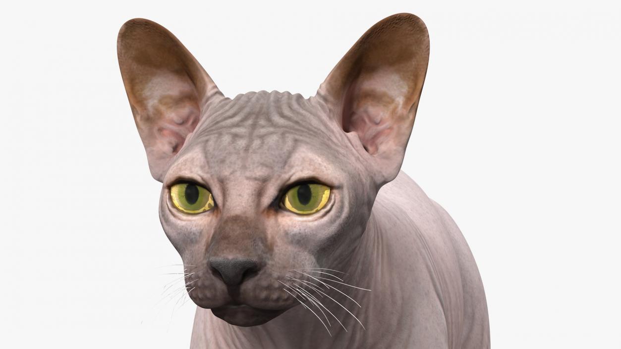 3D Dark Cream Sphynx Cat