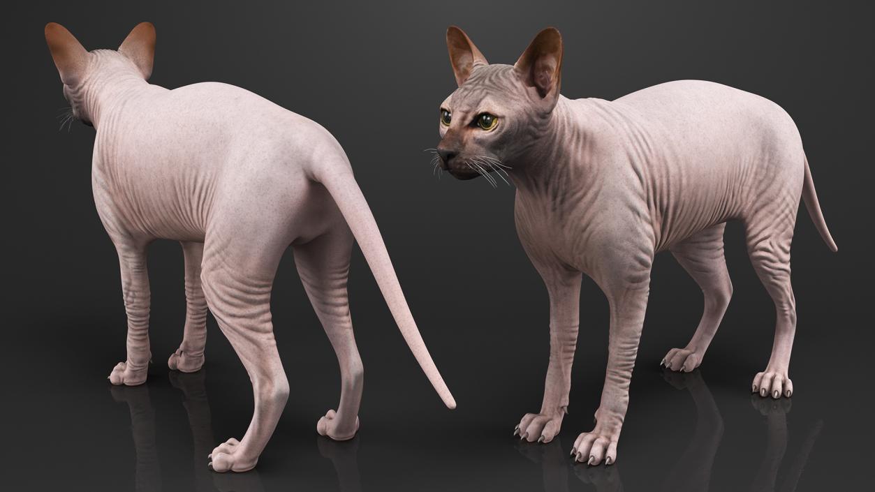 3D Dark Cream Sphynx Cat
