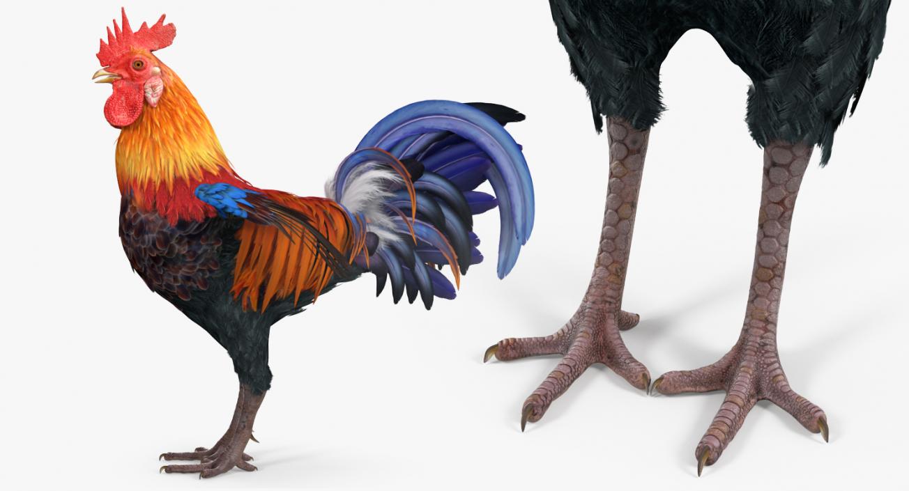 Rooster 3D model
