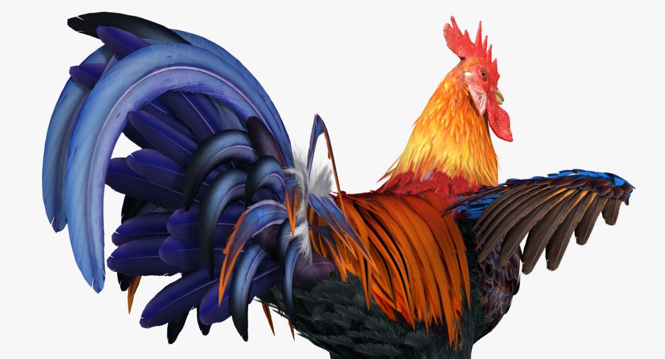 Rooster 3D model