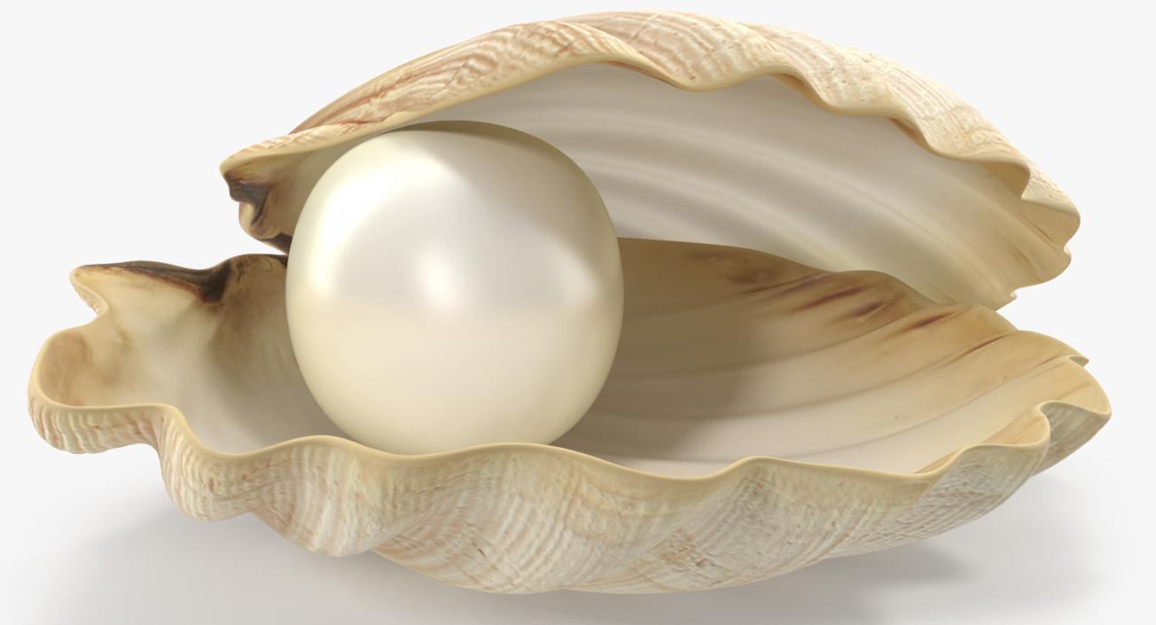 Pearl in Shell 3D model