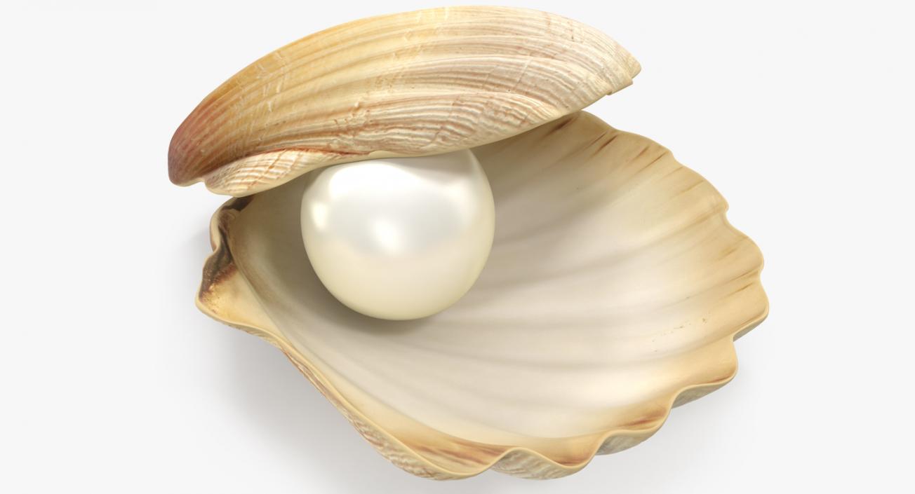 Pearl in Shell 3D model