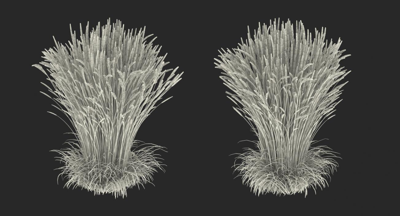 3D Calamagrostis Karl Foerster Grass model