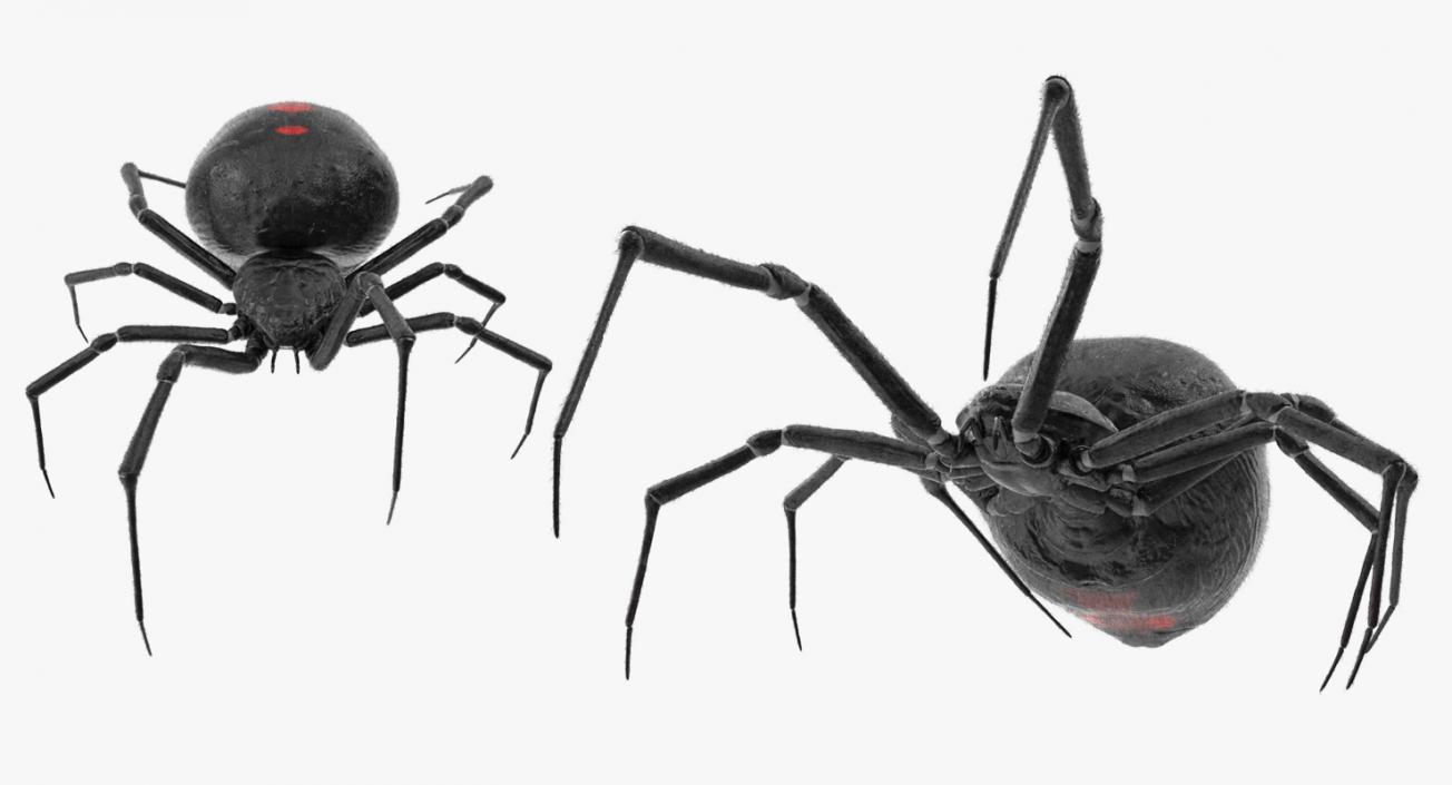 Black Widow Spider Rigged with Fur 3D model