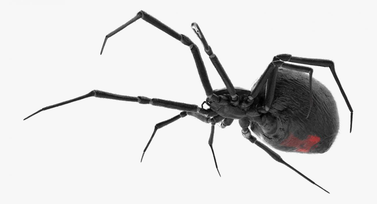 Black Widow Spider Rigged with Fur 3D model