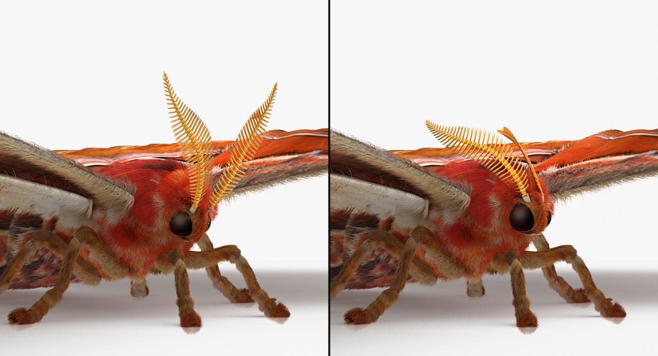 3D model Attacus Atlas Large Saturniid Moth with Fur Rigged