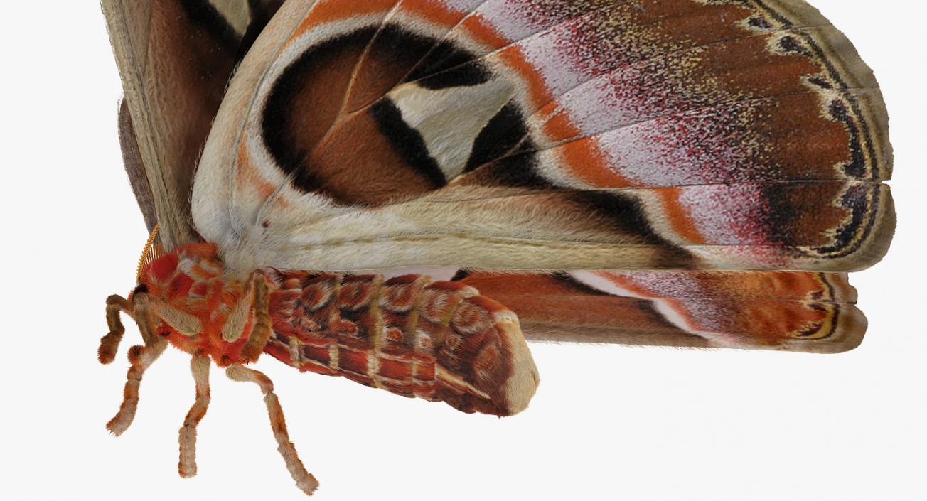 3D model Attacus Atlas Large Saturniid Moth with Fur Rigged