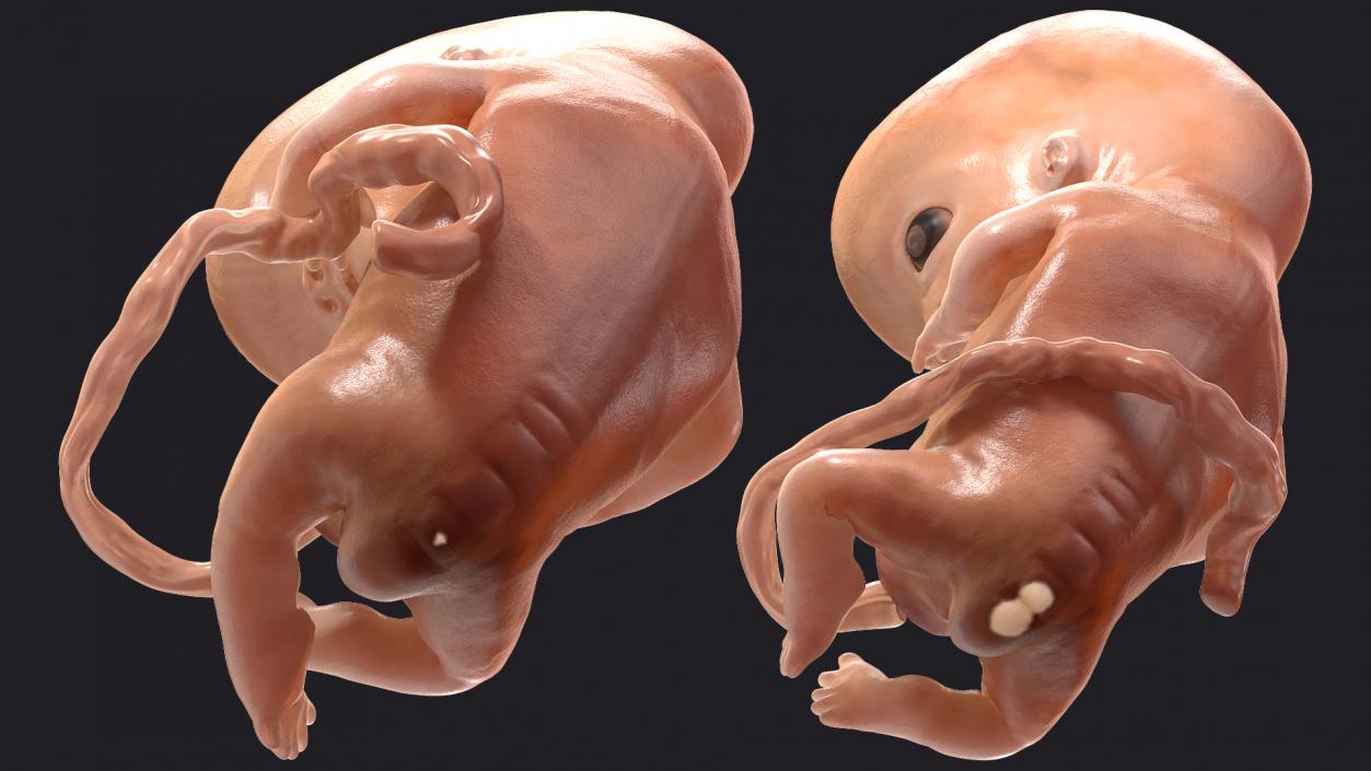 Human Embryo 8 Weeks Rigged 3D