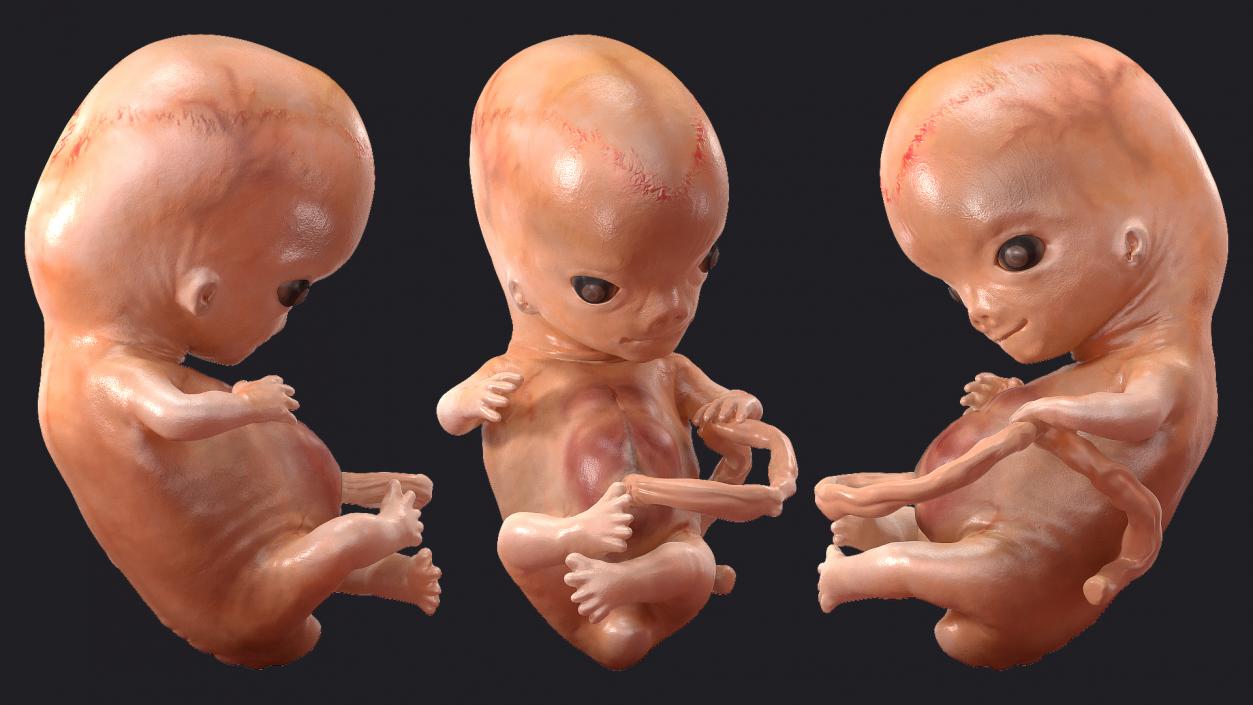 Human Embryo 8 Weeks Rigged 3D