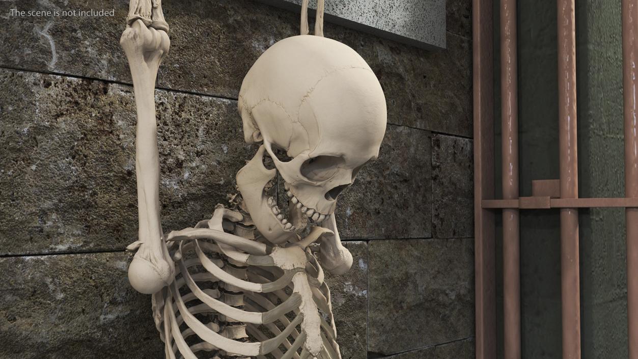 3D Human Male Remains Skeleton Shackled