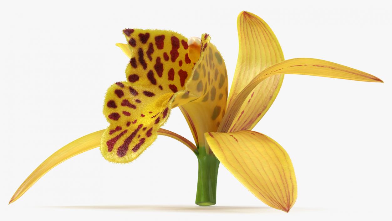 Orchid Flower Yellow Fur 3D model