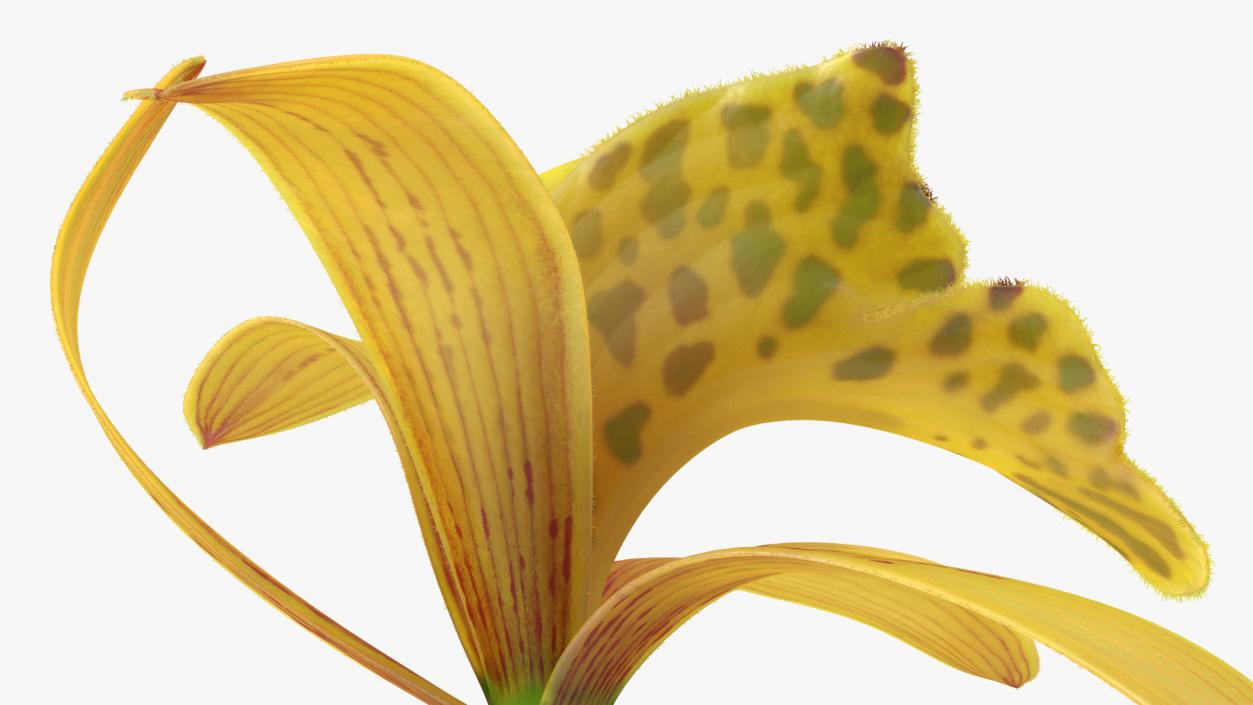Orchid Flower Yellow Fur 3D model