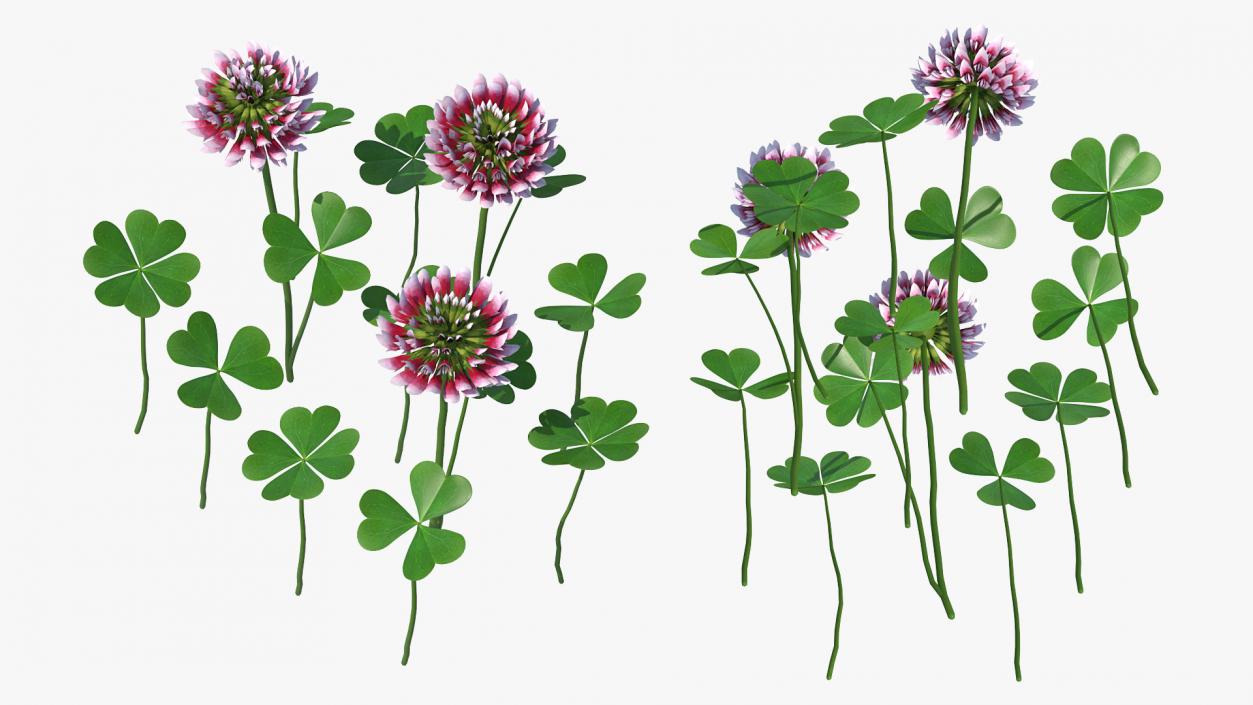 3D model Blooming Red Clover Field