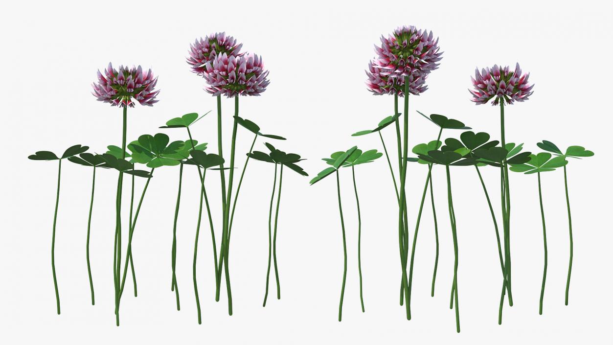 3D model Blooming Red Clover Field