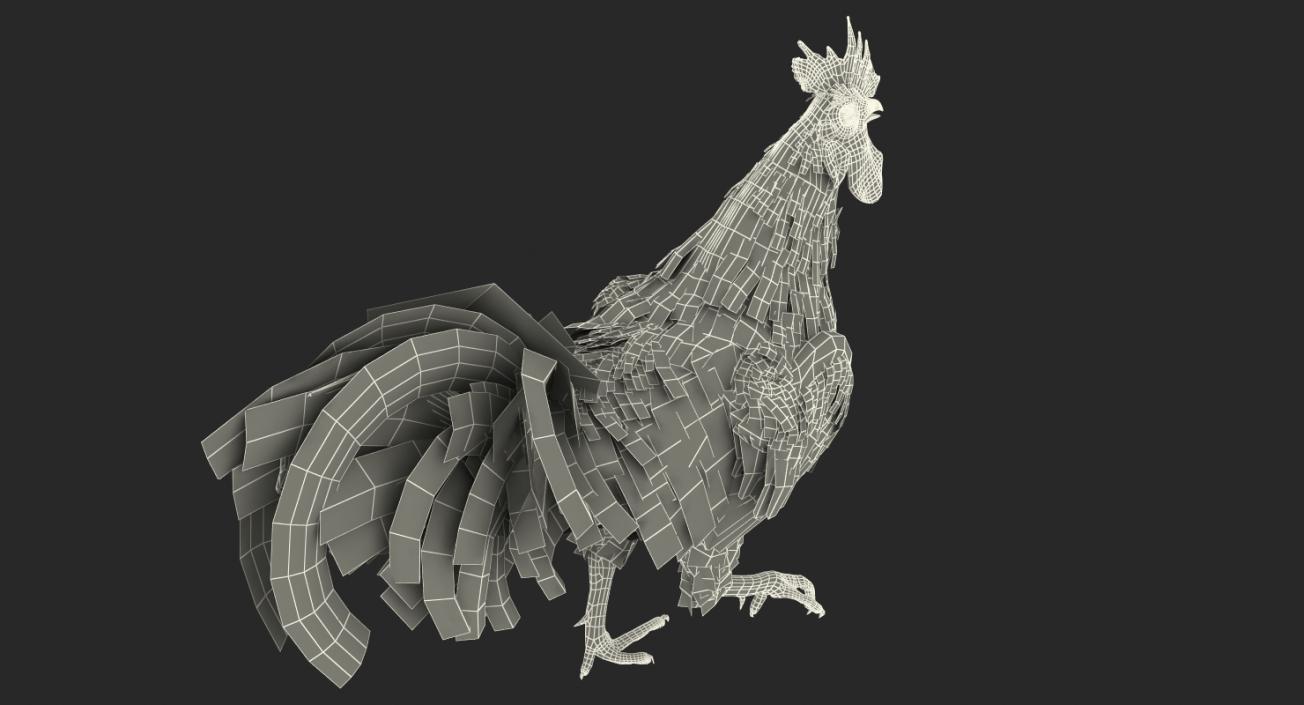 3D model Rooster Walking