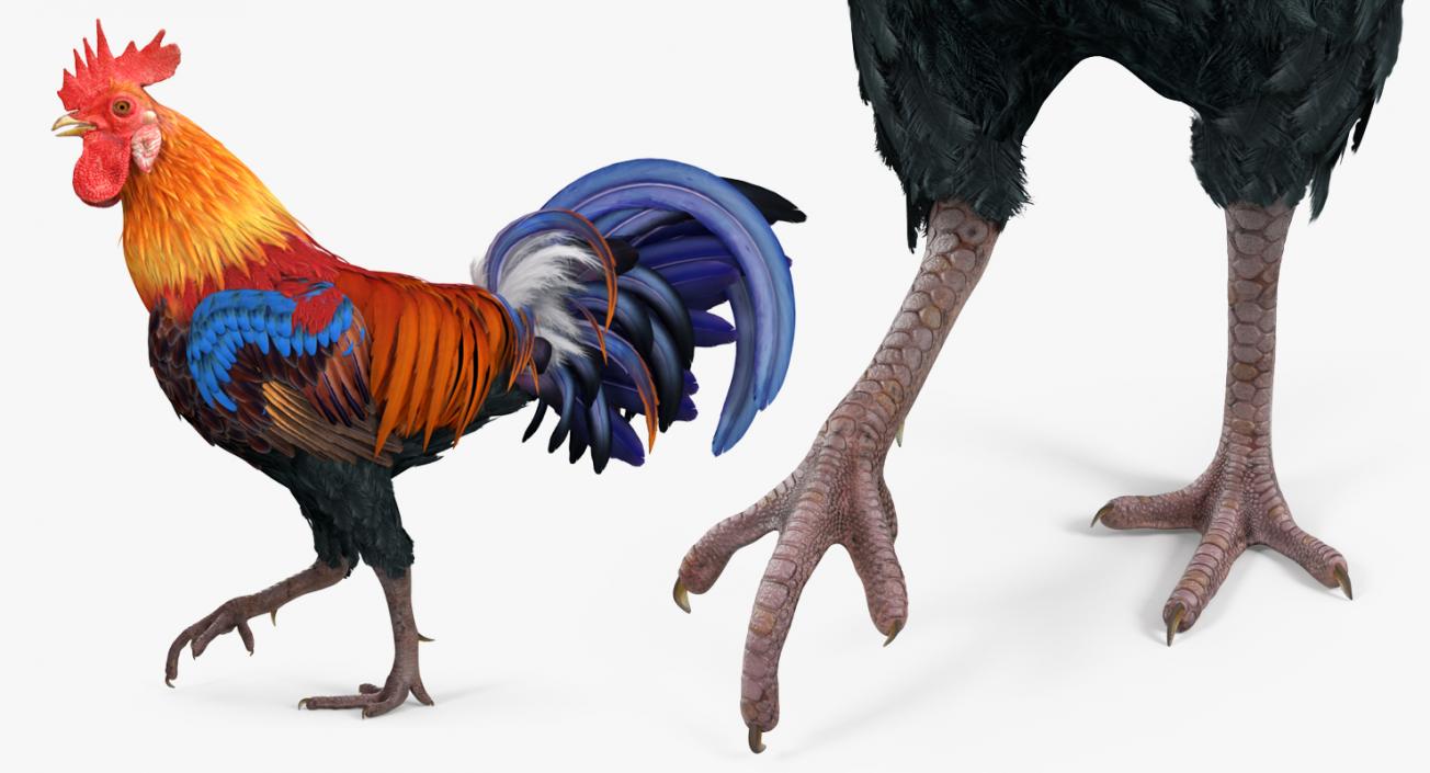 3D model Rooster Walking