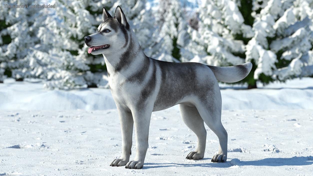Siberian Husky Gray and White Coat 3D model