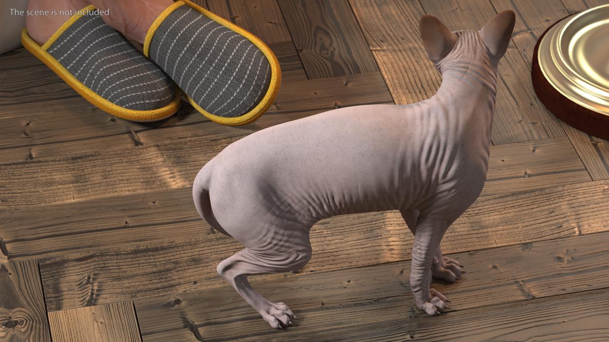 3D Dark Cream Sphynx Cat Rigged model