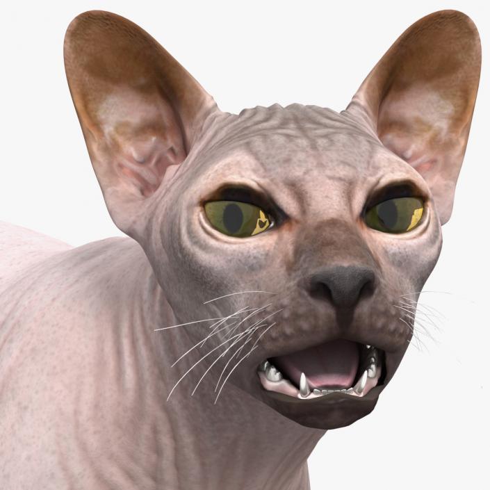 3D Dark Cream Sphynx Cat Rigged model