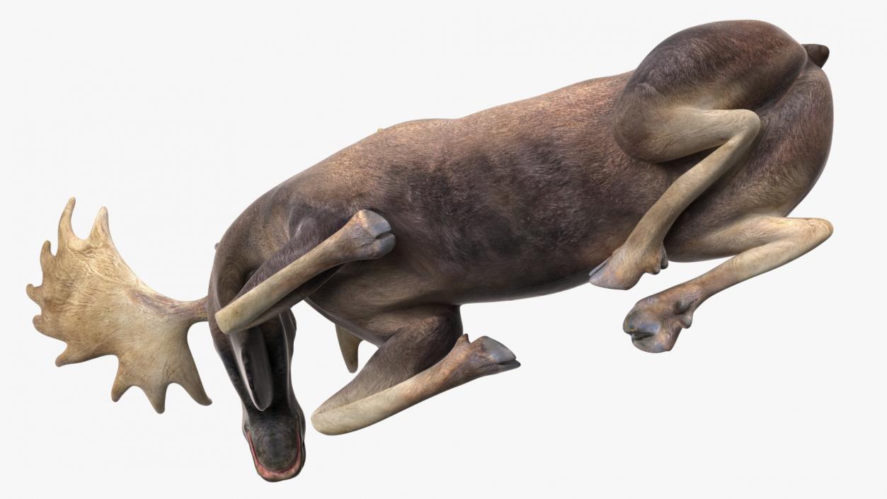 3D Lying Moose No Fur model