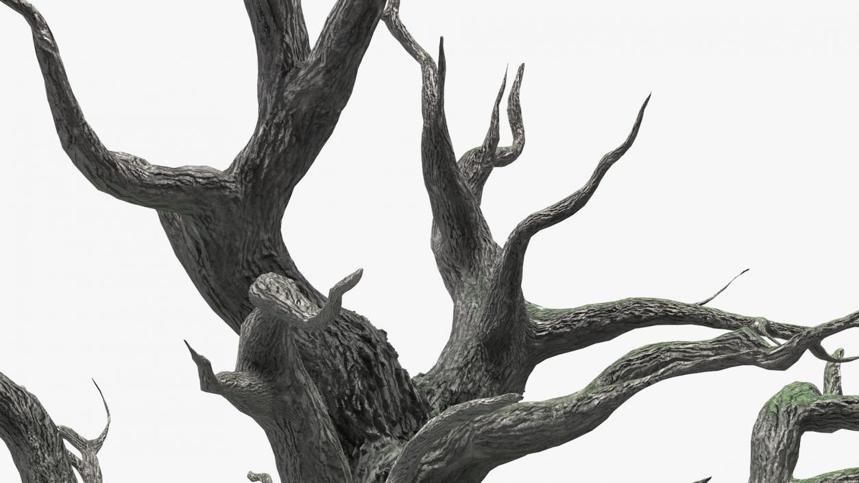 3D Spooky Old Twisted Tree model