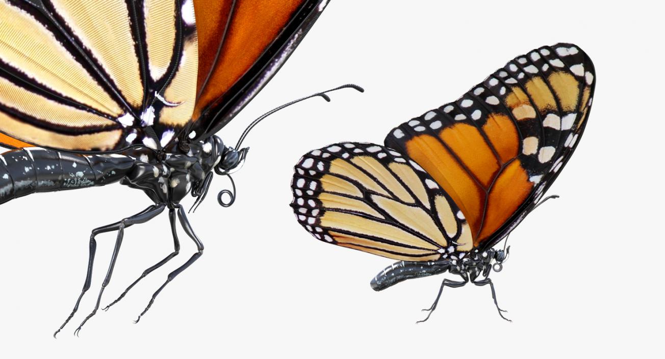 Monarch Butterfly Rigged 3D model