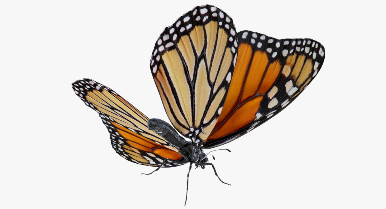 Monarch Butterfly Rigged 3D model