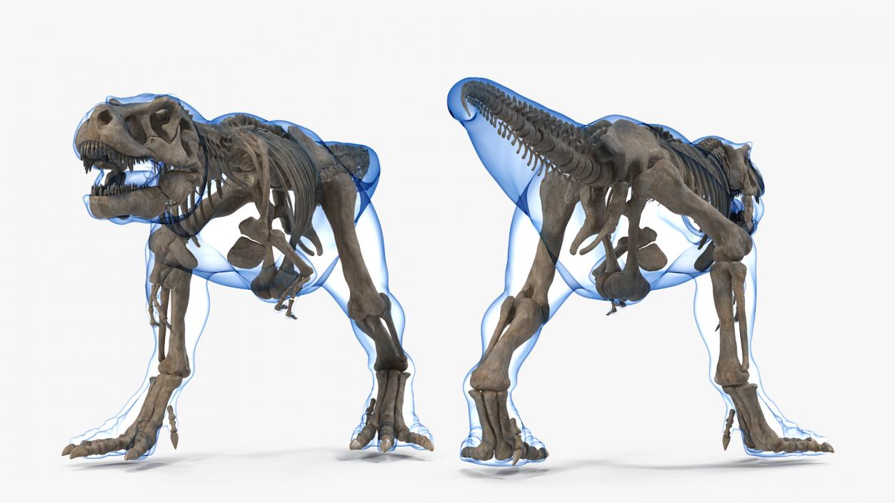 3D Tyrannosaurus Rex Skeleton Fossil with Skin Walking Pose