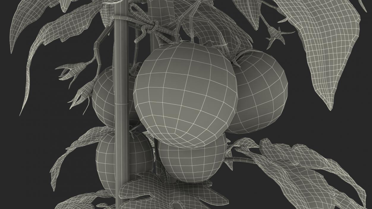 Tomatoes Fruits and Flowers 3D