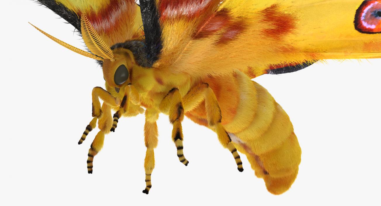3D Comet Moth Flying Pose with Fur