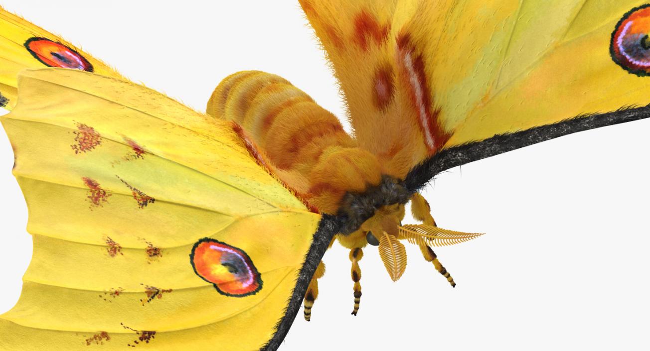 3D Comet Moth Flying Pose with Fur