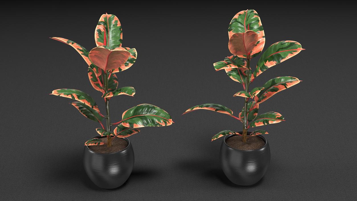 3D Ficus Elastica Ruby in Pot